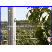 Meilleur vendeur de vignoble en acier galvanisé pour l&#39;utilisation de la ferme